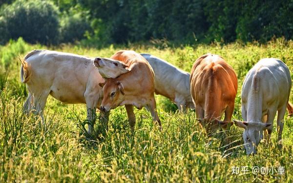 养殖肉牛致富视频_养牛视频致富经_视频致富养殖肉牛是真的吗