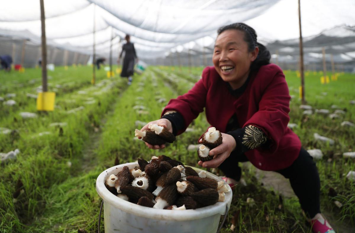 国外种植羊肚菌技术_羊肚菌种植机器_种羊肚菌视频