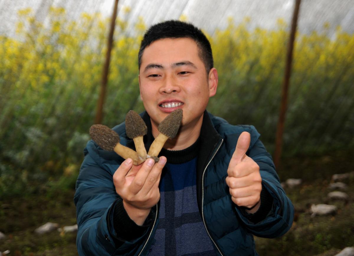 种羊肚菌视频_国外种植羊肚菌技术_羊肚菌种植机器