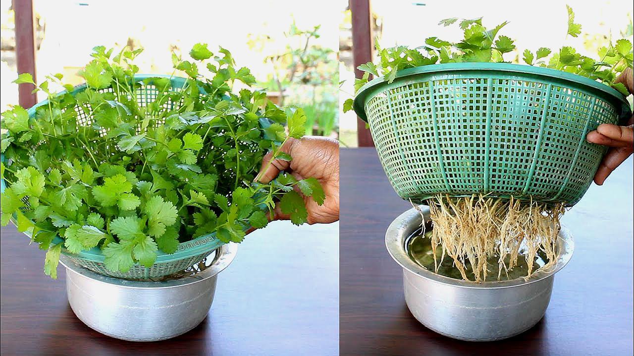 秋季香菜种植技术_秋季香菜的种植技术_秋季香菜种植技术与管理