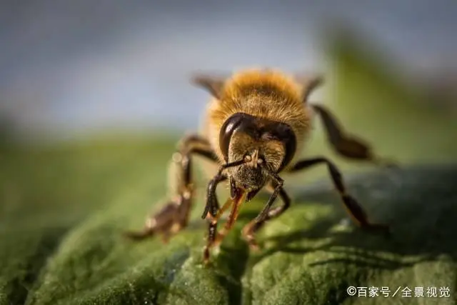 南方蜜蜂渡夏养殖技术_蜜蜂养殖方案_南方养殖蜜蜂视频