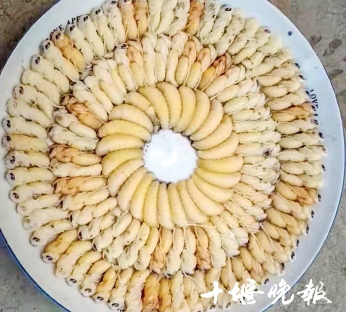 胡蜂养殖前景_胡蜂养殖经济效益_胡蜂养殖致富案例