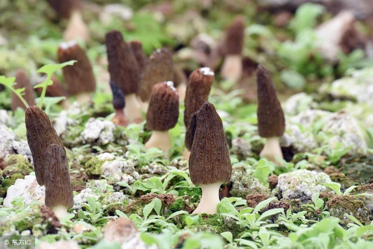 国外种植羊肚菌技术_中国羊肚菌栽培技术书_羊肚菌种植机器