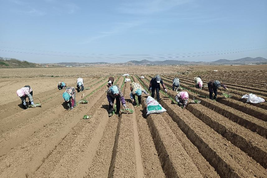 致富农场大葱种植视频_农场大葱种植致富_农民种大葱