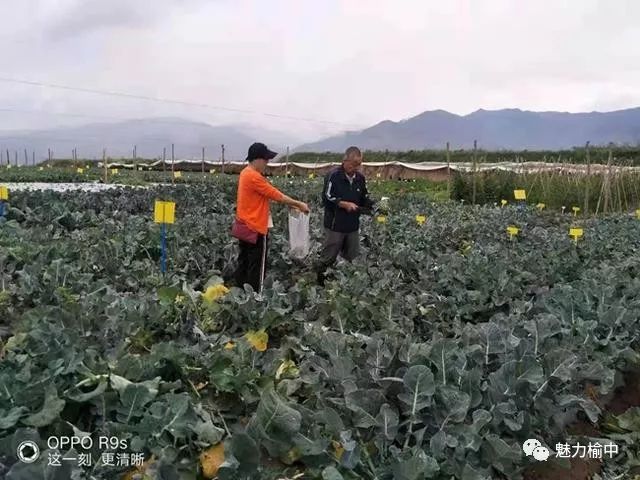 新型致富项目蔬菜_致富经种蔬菜种出千万财富_种植蔬菜致富密码