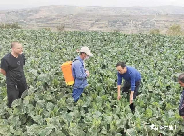 致富经种蔬菜种出千万财富_种植蔬菜致富密码_新型致富项目蔬菜