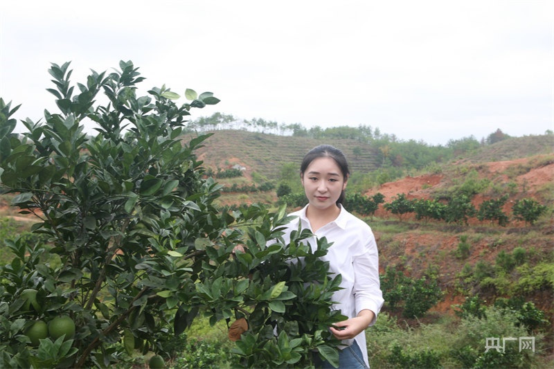 姑娘种植技术_种植姑娘技术要求_姑娘种植技术视频