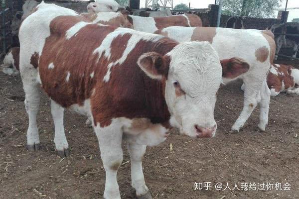 养殖肉牛致富视频_养牛视频致富经_肉牛养殖致富经
