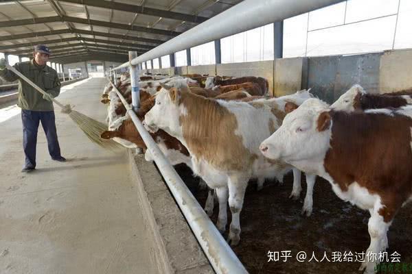 养牛视频致富经_养殖肉牛致富视频_肉牛养殖致富经