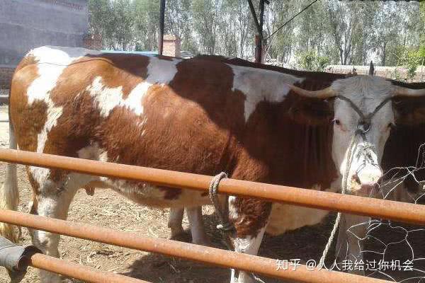养殖肉牛致富视频_养牛视频致富经_肉牛养殖致富经