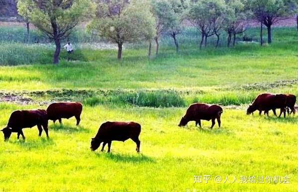 肉牛养殖致富经_养牛视频致富经_养殖肉牛致富视频