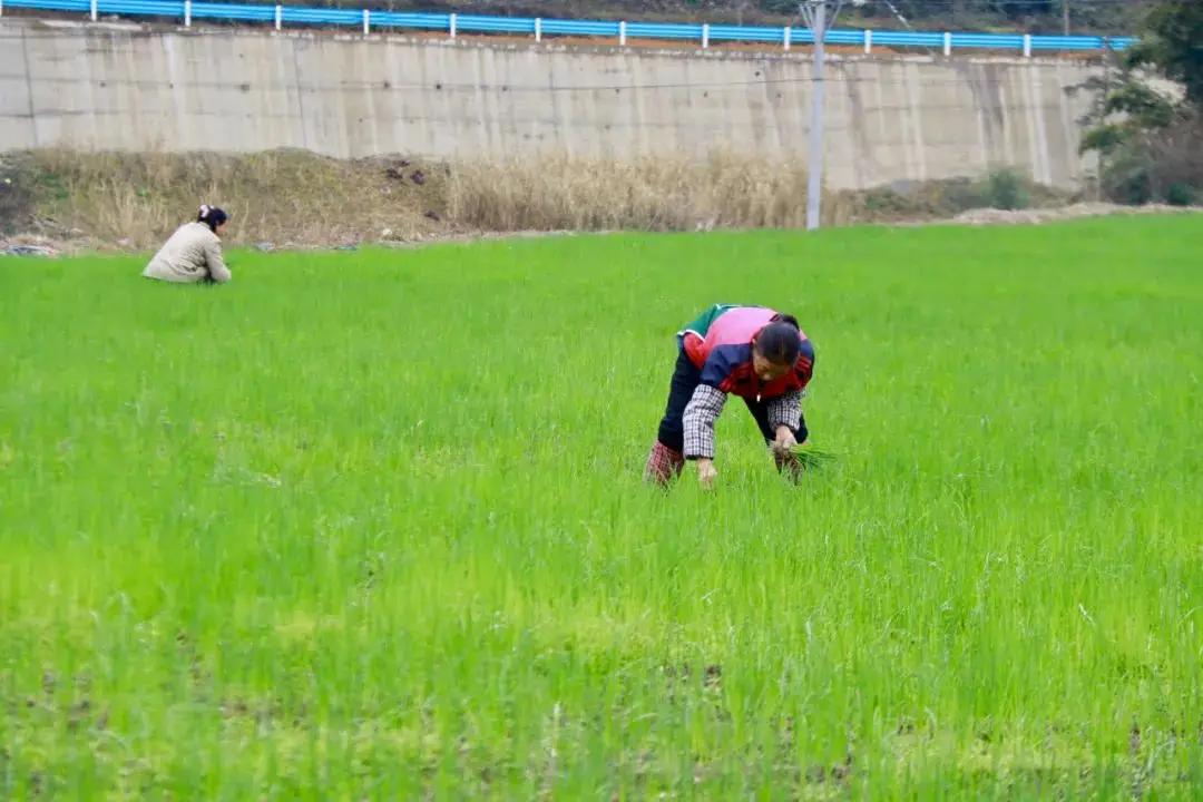 致富农场大葱种植视频_农场大葱种植致富_农村种大葱挣钱吗