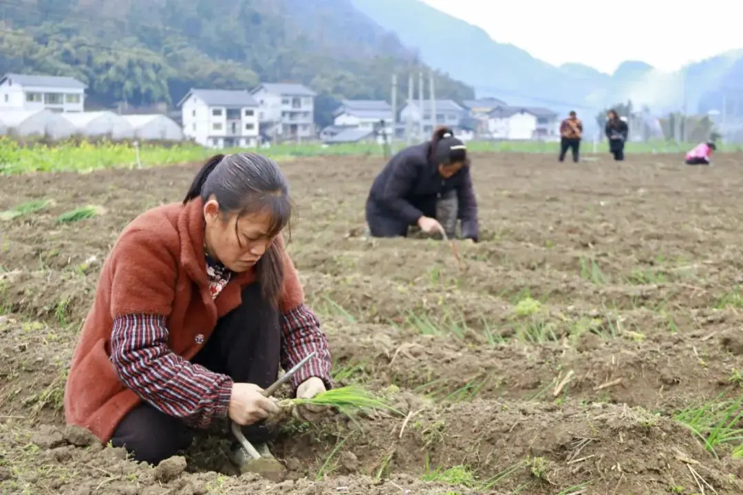 农场大葱种植致富_农村种大葱挣钱吗_致富农场大葱种植视频