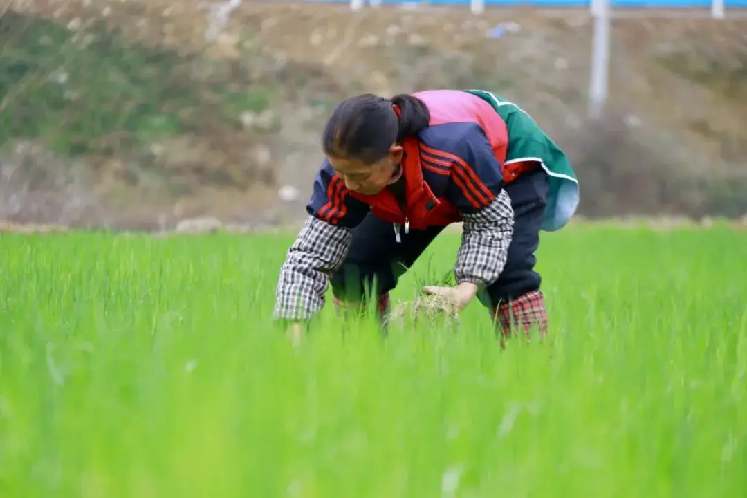 农场大葱种植致富_农村种大葱挣钱吗_致富农场大葱种植视频