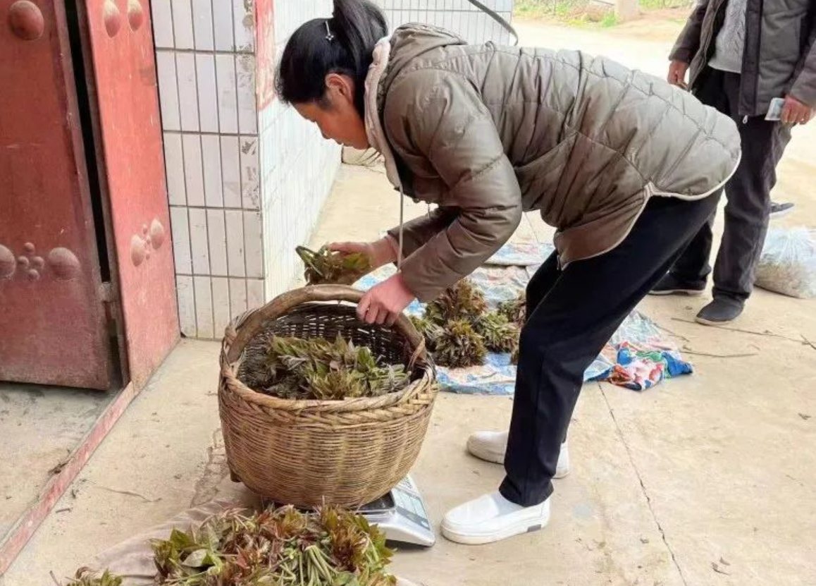 致富大棚种植香椿好吗_致富大棚种植香椿视频_大棚香椿种植致富