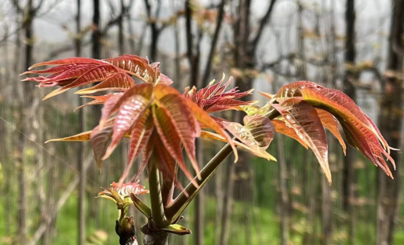 大棚香椿种植致富_致富大棚种植香椿好吗_致富大棚种植香椿视频