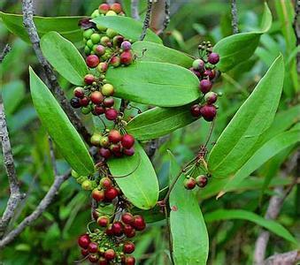 荣昌农技：袋料栽培茯苓新技术