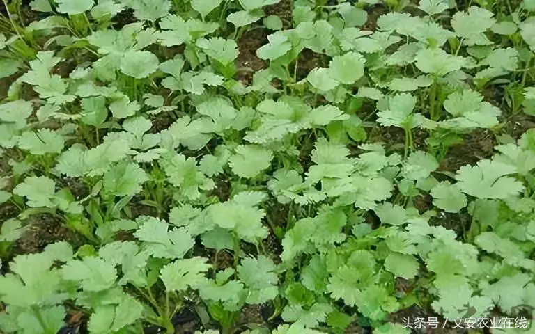 秋季香菜怎么种植_秋季香菜种植技术要点_秋季香菜种植技术