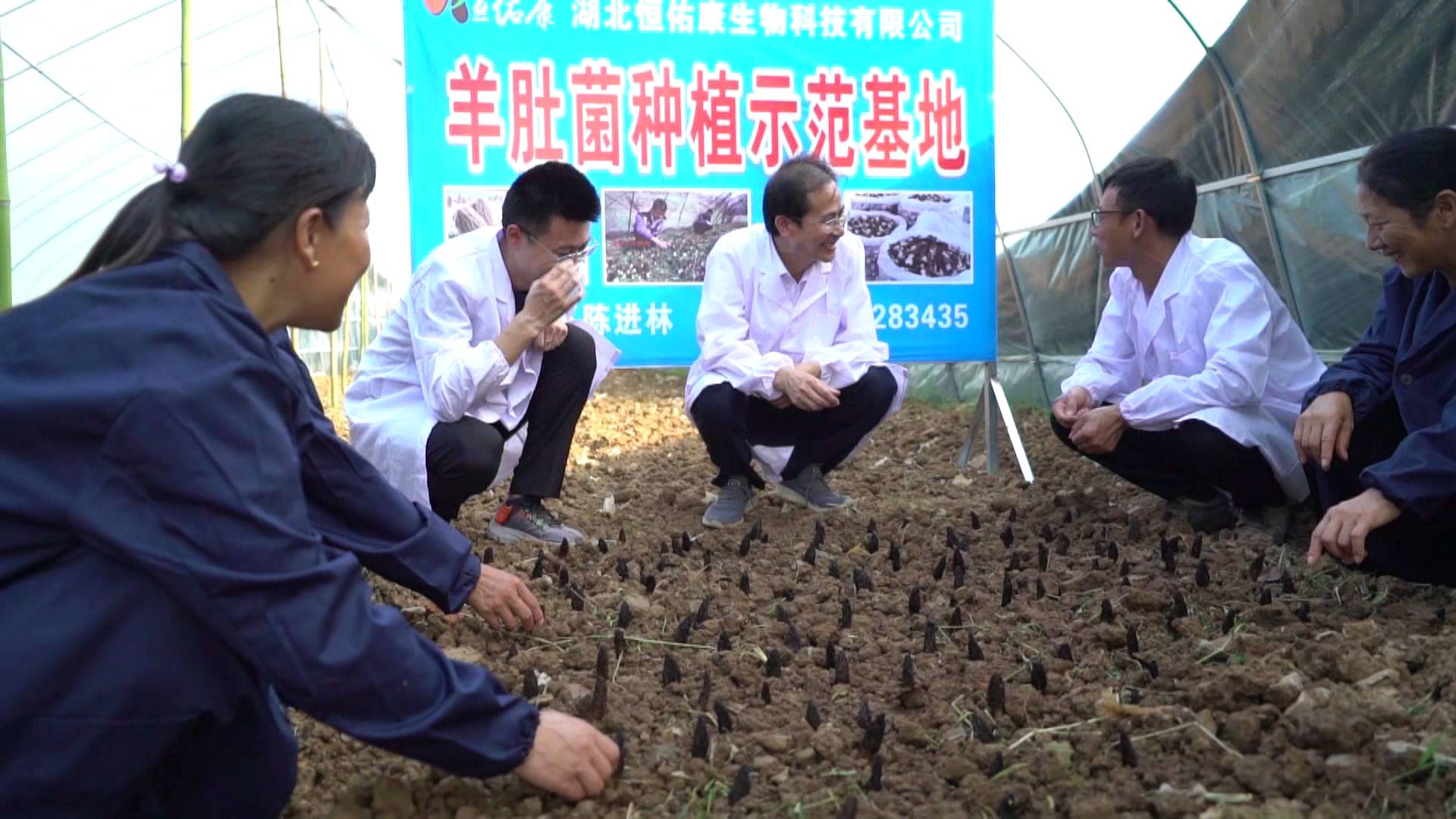 国外种植羊肚菌技术_羊肚菌种植机器_种羊肚菌视频