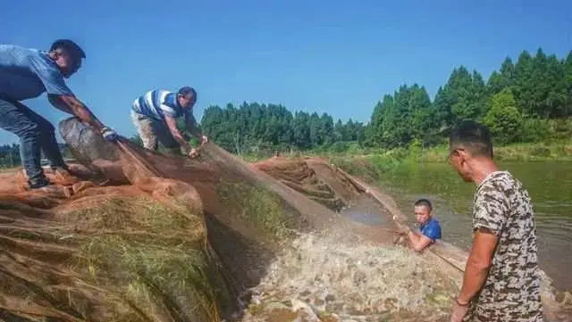 致富经虾类养殖_致富养殖虾类有哪些_致富养殖虾类产品介绍