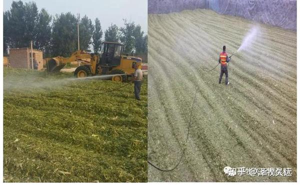 玉米种植标准青贮技术要点_玉米种植标准青贮技术指标_青贮玉米种植技术标准