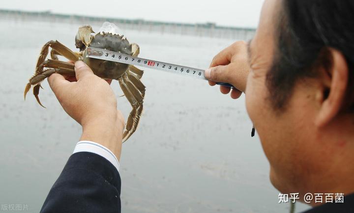 中华绒螯蟹的寿命_中华绒螯蟹养殖技术_中华绒螯蟹吃法