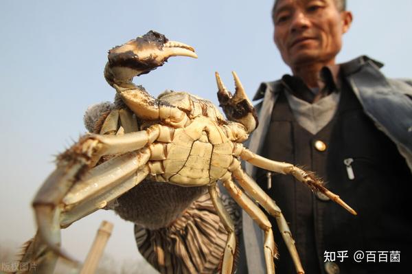 中华绒螯蟹吃法_中华绒螯蟹的寿命_中华绒螯蟹养殖技术