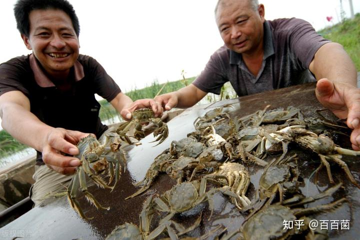 中华绒螯蟹吃法_中华绒螯蟹的寿命_中华绒螯蟹养殖技术