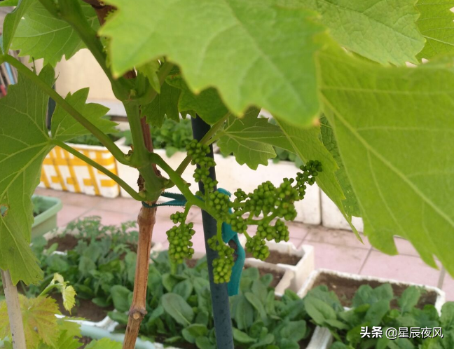 树葡萄如何种植技术_种植葡萄树技术要点_种植葡萄树技术要求