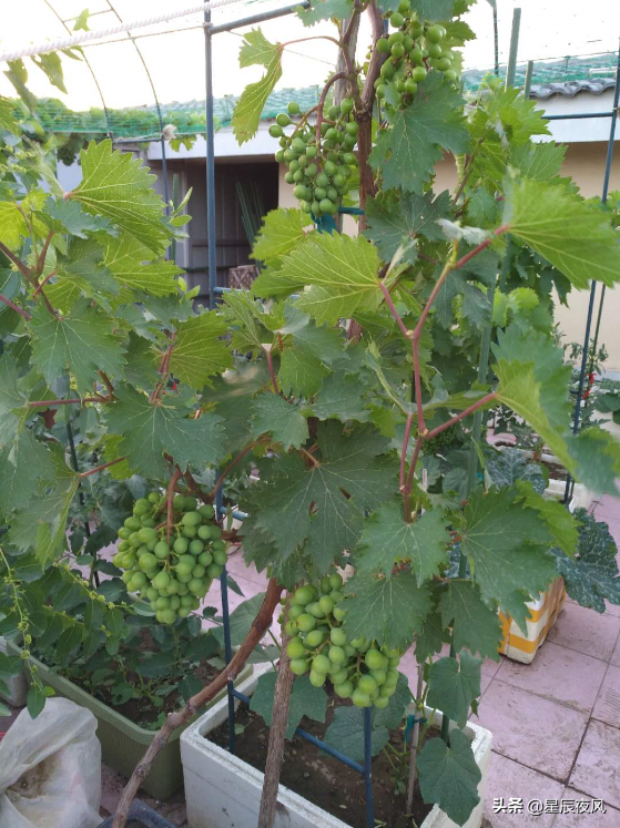 树葡萄如何种植技术_种植葡萄树技术要求_种植葡萄树技术要点