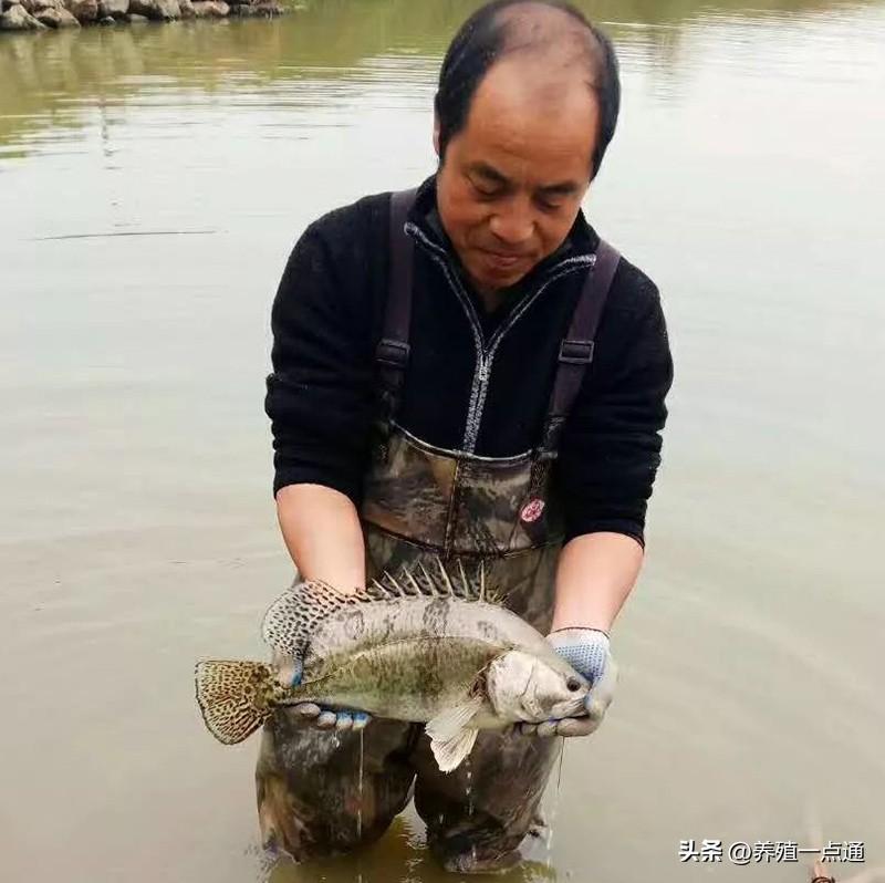 贵鱼养殖视频_贵鱼养殖技术_养殖贵鱼技术要求