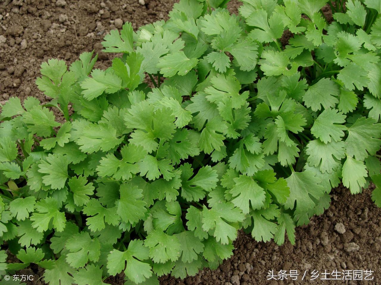 秋季香菜种植技术要点_秋季香菜种植技术_秋季香菜的种植技术