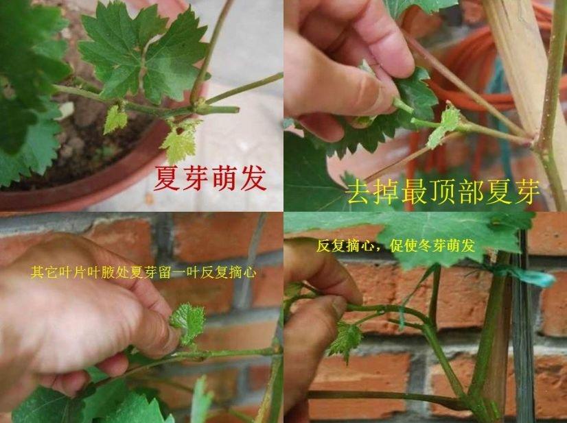 树葡萄如何种植技术_种植葡萄树技术与管理_种植葡萄树的方法