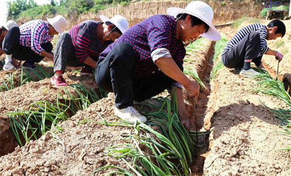 大葱种植时间和方法 大葱种植的具体方法与步骤