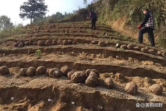 树桩种植茯苓成本_种植茯苓树头技术视频_茯苓树头种植技术