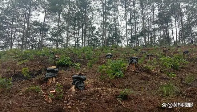 茯苓树头种植技术_种植茯苓树头技术视频_树桩种植茯苓成本