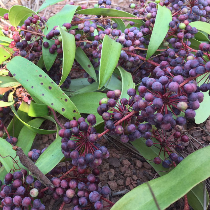 茯苓树头种植技术_树桩种植茯苓成本_种植茯苓树头技术视频