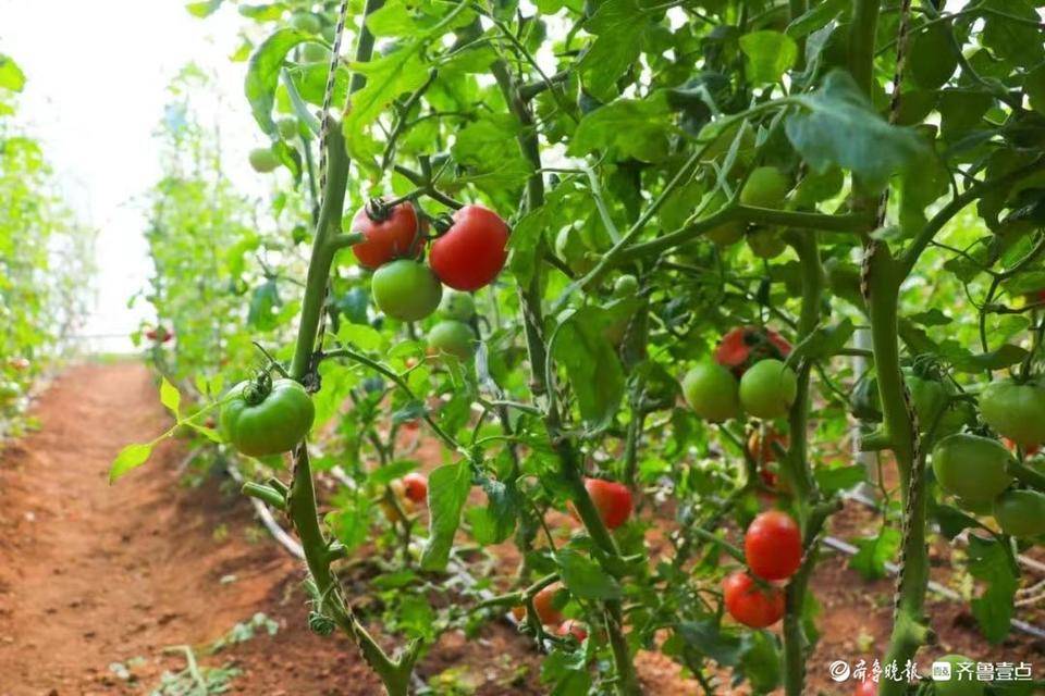 菜园种植致富果_致富种植果菜园图片_致富种植果菜园怎么样