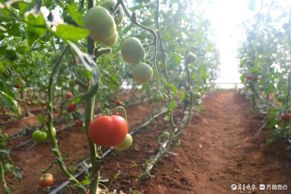 致富种植果菜园怎么样_菜园种植致富果_致富种植果菜园图片