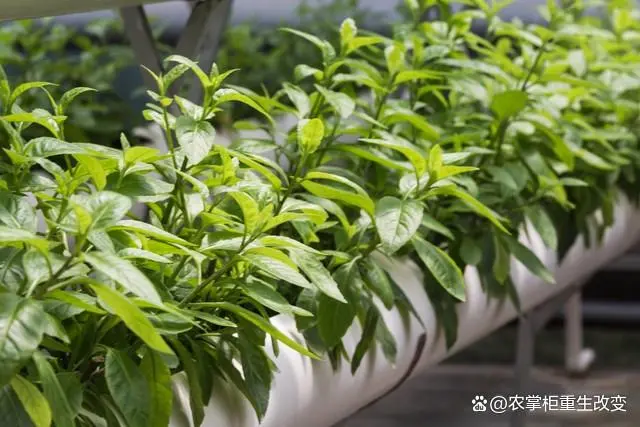 蔬菜种植方法技术有哪些_蔬菜的种植方法_种植蔬菜的技术和方法