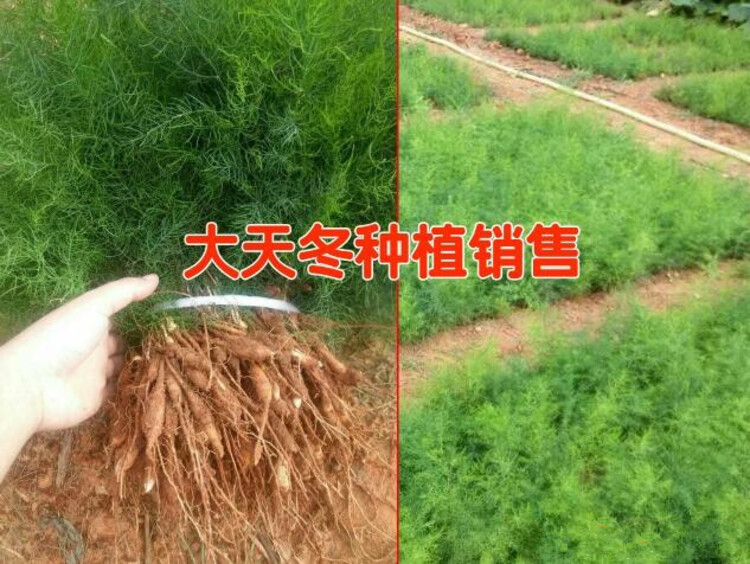 农之福麦冬种植,天冬的种植前景与经济效益