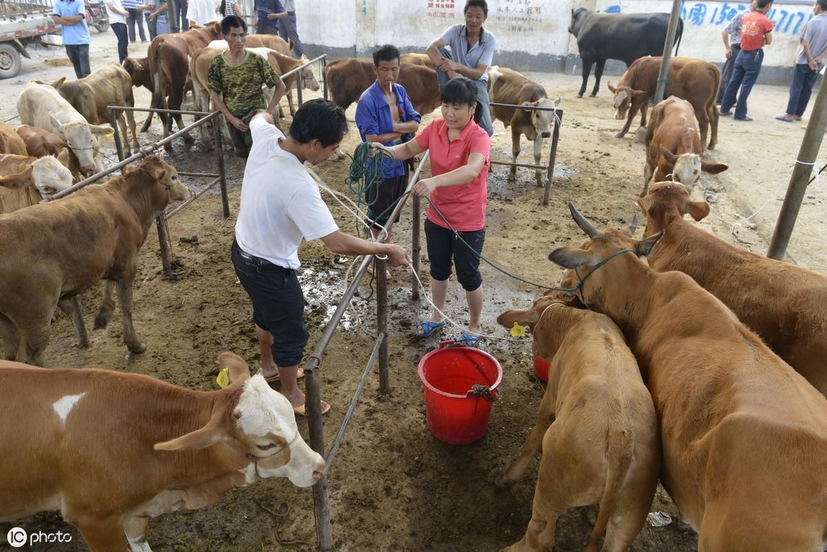 门槛那么低？5个适合在农村的低成本养殖项目，让你收入20万