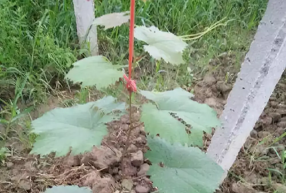 树葡萄如何种植技术_种植葡萄树技术与管理_种植葡萄树技术要求