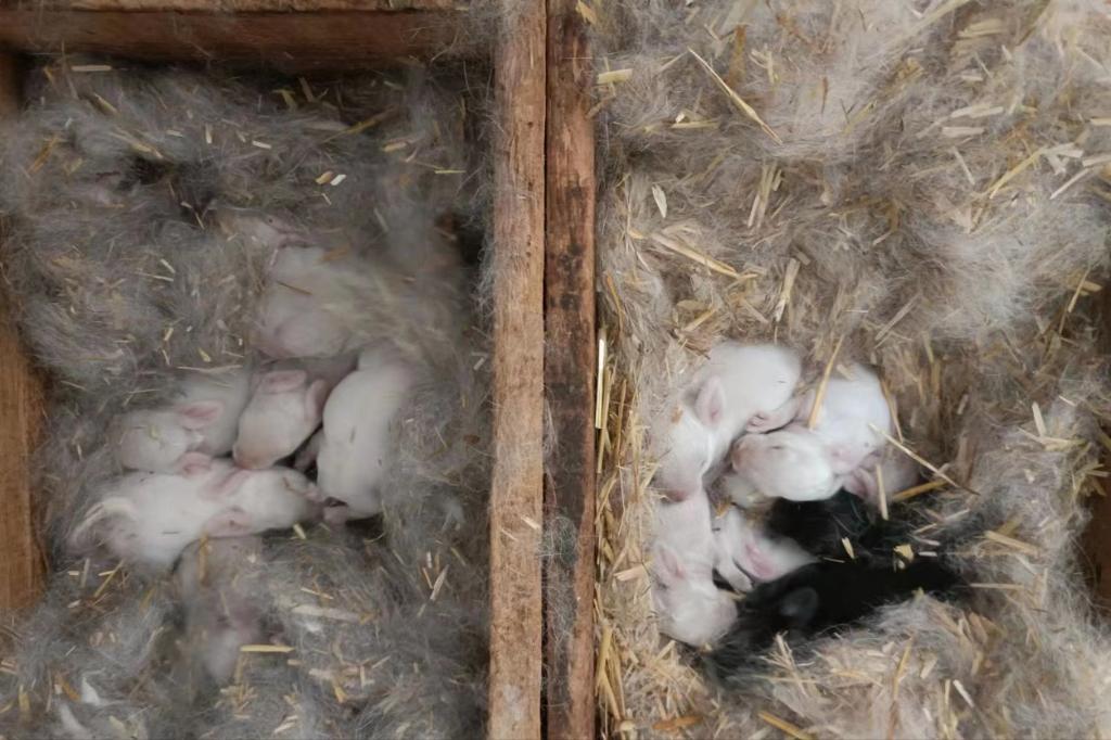 肉兔种兔养殖_肉兔养殖技术视频教程_肉兔养殖与饲草栽培加工技术