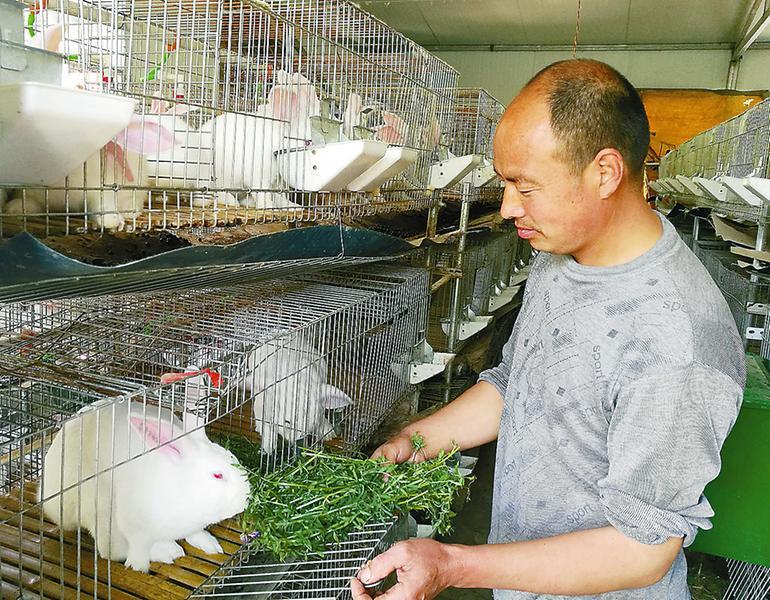 肉兔养殖与饲草栽培加工技术_肉兔养殖饲料配方_肉兔养殖技术书