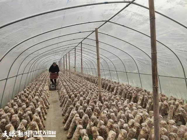 棒菇是什么_棒菇种植技术视频_蘑菇棒的种植