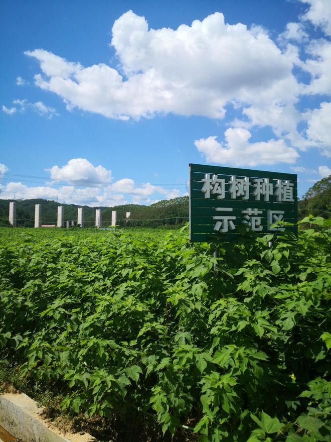 农村致富种_致富经种植亩收入过亿_扶贫粮种植致富