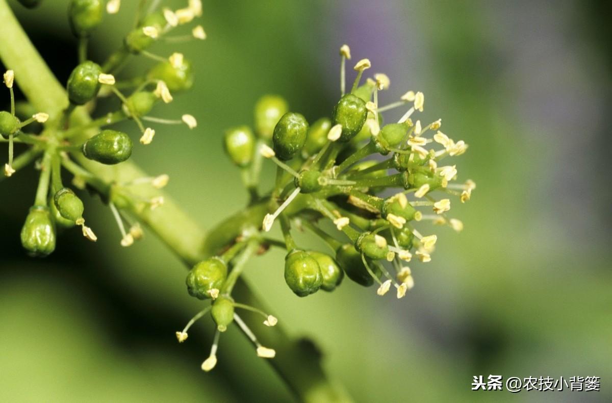 葡萄花期管理做好这几点，开花坐果率更高，后期可以实现更高产！