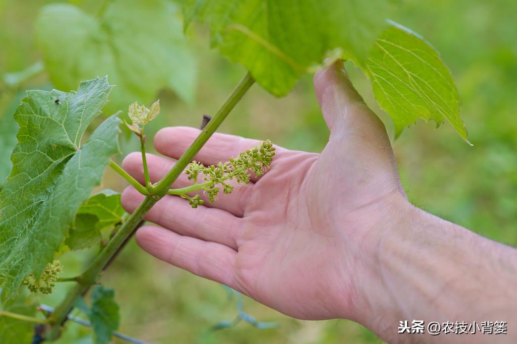 栽植葡萄技术与管理_葡萄种植技术规程_萄葡的种植技术与管理