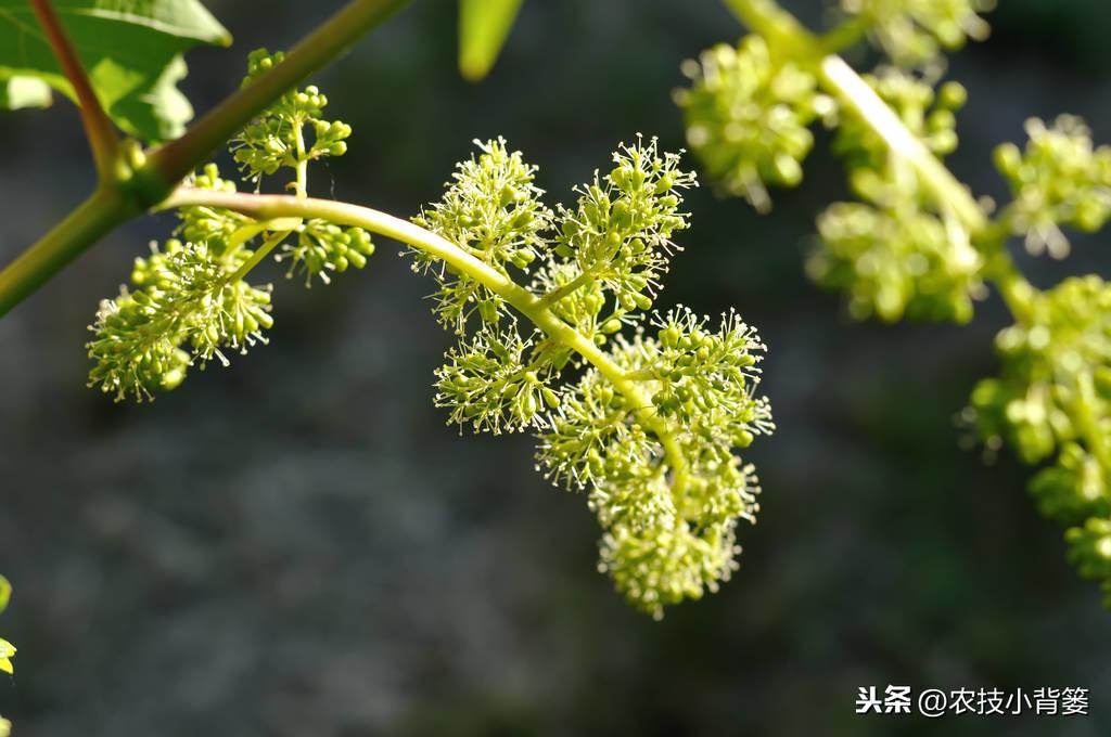 萄葡的种植技术与管理_葡萄种植技术规程_栽植葡萄技术与管理